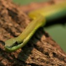 Baron's Green Racer